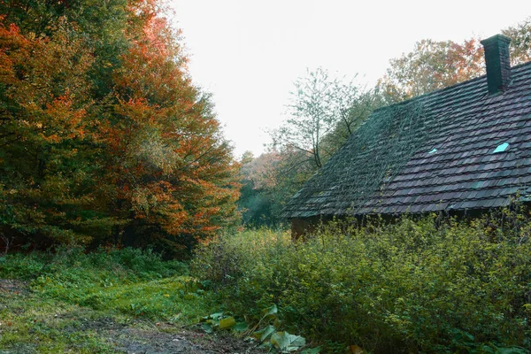 Het Bos Prachtige Herfstkleuren Rode Gele Bladeren Aan Bomen Bij — Stockfoto