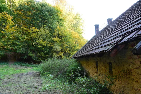 Het Bos Prachtige Herfstkleuren Rode Gele Bladeren Aan Bomen Bij — Stockfoto