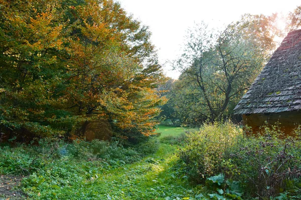 Het Bos Prachtige Herfstkleuren Rode Gele Bladeren Aan Bomen Bij — Stockfoto