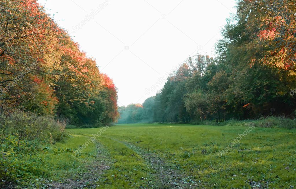The forest in beautiful autumn colors, red, yellow leaves on the trees at sunset.