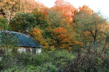 Güzel sonbahar renklerinde orman, günbatımında ağaçların üzerinde kırmızı, sarı yapraklar.