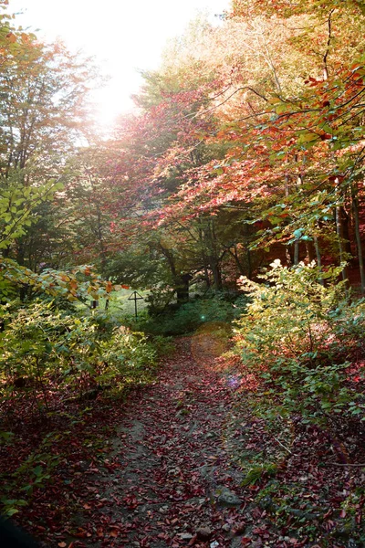 Floresta Belas Cores Outono Vermelho Folhas Amarelas Nas Árvores Pôr — Fotografia de Stock