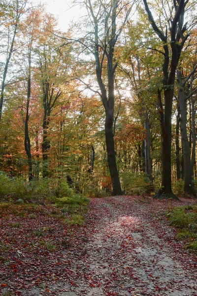 Floresta Belas Cores Outono Vermelho Folhas Amarelas Nas Árvores Pôr — Fotografia de Stock