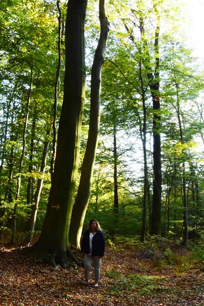 Forêt Dans Belles Couleurs Automne Rouge Feuilles Jaunes Sur Les — Photo