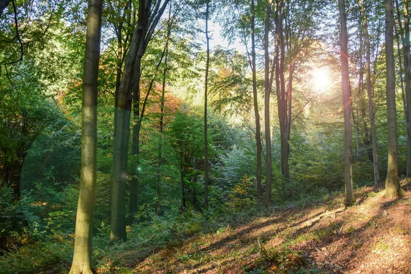 Güzel sonbahar renklerinde orman, günbatımında ağaçların üzerinde kırmızı, sarı yapraklar.