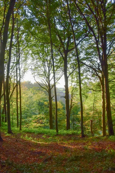 Лес Красивых Осенних Красках Красные Желтые Листья Деревьях Закате — стоковое фото