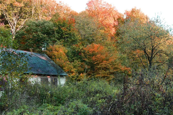 Güzel sonbahar renklerinde orman, günbatımında ağaçların üzerinde kırmızı, sarı yapraklar.