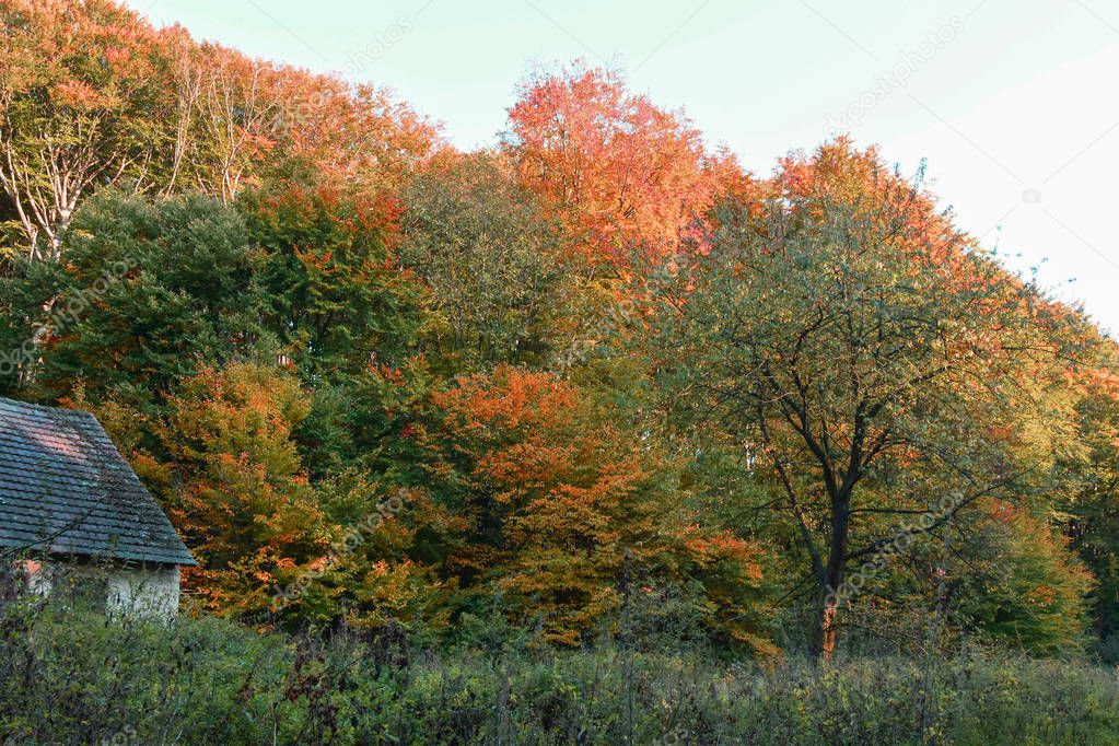 The forest in beautiful autumn colors, red, yellow leaves on the trees at sunset.