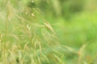 Bir yaz sabahı çayırdaki yeşil çimenler.