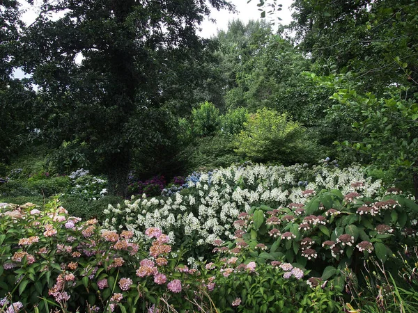 怠惰な日に植物園でアジサイを開花させる美しい茂み — ストック写真