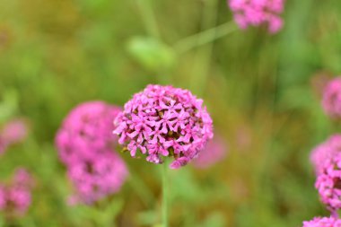 Yeşil arka planda pembe çiçekli doğu yosunları bir yaz sabahı bir ev bahçesinde.