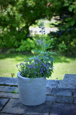 Modaya uygun gri beton bir tencerede mavi açan yaz çiçeklerinin bir bahçe terası vardır..