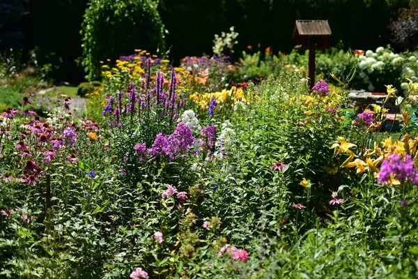 夏の日に庭の夏の花 ヘッドワーム Phloxes エキナセアの大規模なコレクション — ストック写真