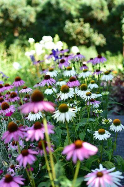夏の日に庭に大きなエキナセアの花壇 — ストック写真
