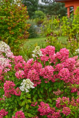 Bahçeye düşmek için renk değiştiren ortanca.
