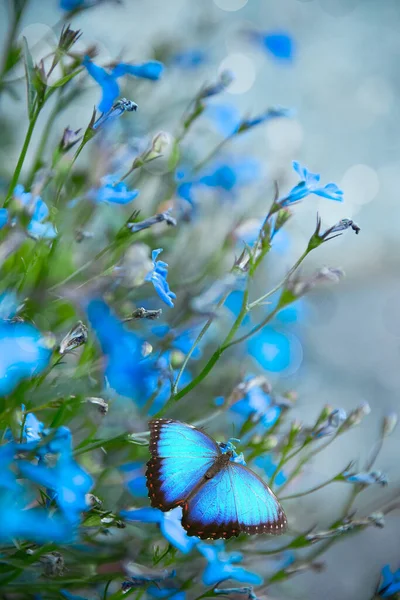 Papillon Bleu Délicat Sur Étiquette Des Fleurs Bleues — Photo