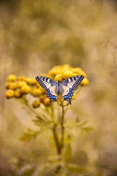 Beautiful Butterfly Page Queen Warm Pastel Cream Colors Plants Home — Stock Photo, Image