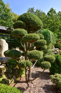 Japon bahçesindeki güzel küflenmiş ardıç bonsai ağacı..