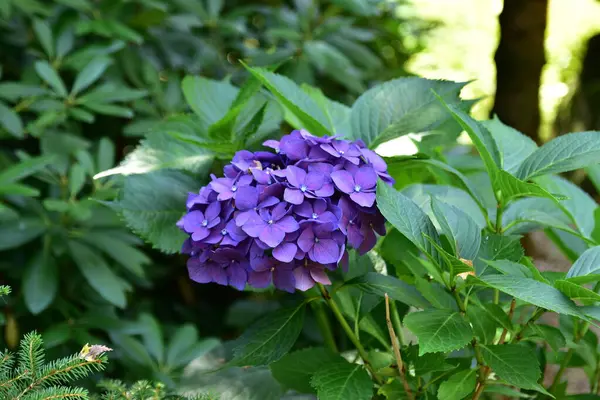 晴れた夏の日に訪れた美しい日本庭園 — ストック写真