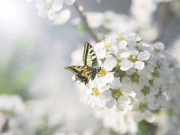 Uma Borboleta Doce Bebendo Néctar Flores Verão Belo Dia Quente — Fotografia de Stock