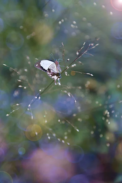 Uma Borboleta Doce Bebendo Néctar Flores Verão Belo Dia Quente — Fotografia de Stock