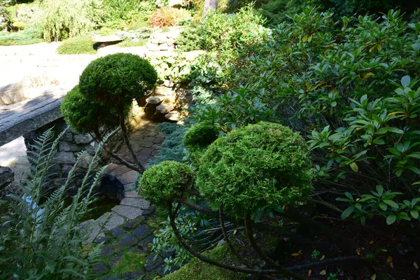 夏の日に美しい日本庭園 素晴らしい木 水と石 — ストック写真