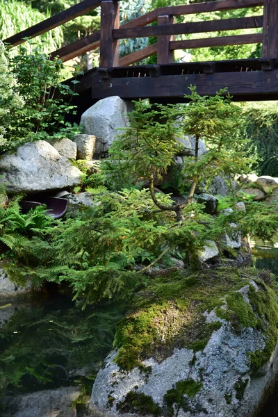 Schöner Japanischer Garten Wunderbare Bäume Pflanzen Wasser Und Steine Einem — Stockfoto