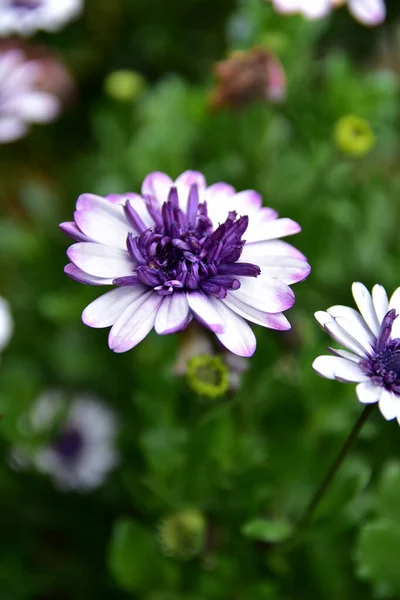 Ovanifrån Blommande Afrikansk Tusensköna Rabatt Trädgård Sommardag — Stockfoto