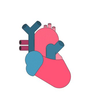 Anatomik Kalp. Düz biçim tasarımı, vektör