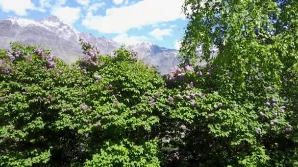 Lila Las Montañas Stepantsminda Hermosa Primavera Georgia — Vídeos de Stock