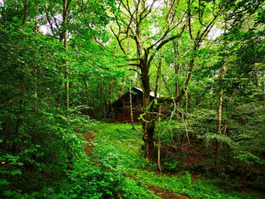 Ormanın derinliklerinde bir masal kulübesi