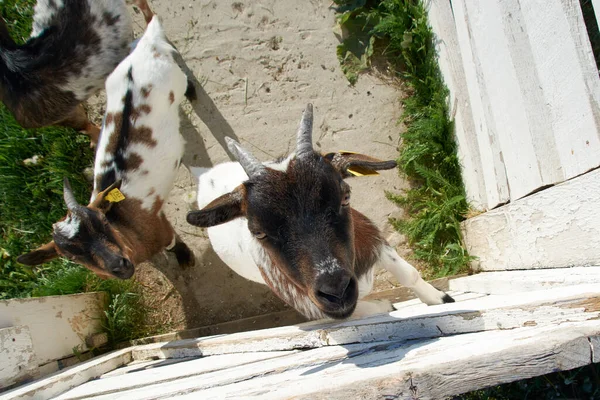 Çiftliğin beyaz çitlerinin arkasında küçük beyaz-kahverengi bir keçi. Yaklaş. — Stok fotoğraf