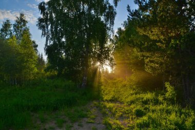 Altın ışık demetleri ağaçların taçlarını kırıp geçer. Bir yaz akşamı ormanda bir patika ile..