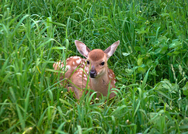 White-tailed small fawn deer lies in the grass.focus on the animal.