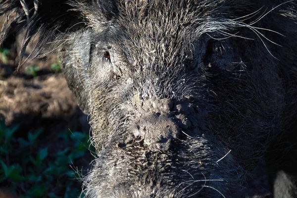 Wildschweine Schlamm Aus Nächster Nähe — Stockfoto