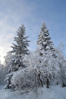 Kış ormanı. Karda ağaçlar ve güneşli gökyüzü..
