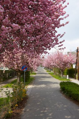 Boş sokaklardaki pembe kiraz ağaçları