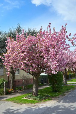 Boş sokaklardaki pembe kiraz ağaçları