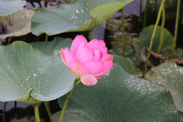 Blooming pink Lotus flower with dew drops — Stock Photo, Image