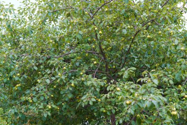 Yeşil meyveli yabani elma ağacı. seçici odak.