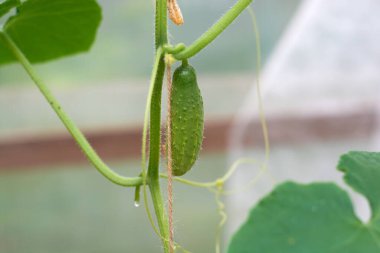 Bahçedeki bir dalda büyüyen küçük taze salatalıklar. Seçici bir odak noktası..