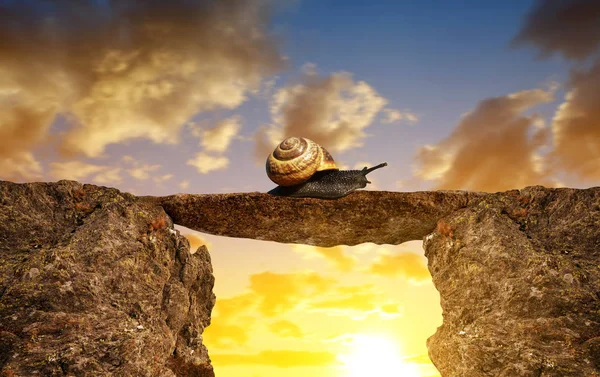 The snail crawling through the gap in the sunset.