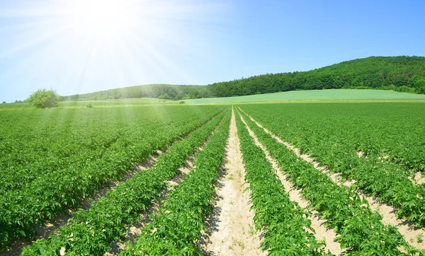 Campo Cultivos Patata Una Fila Cielo Soleado Paisaje Rural Primavera — Foto de Stock