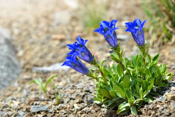 Opadaném Listí Hořce Gentiana Acaulis Hora Modrá Květina Roste Alpách — Stock fotografie