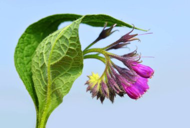 Comfrey (Symphytum officinale), plant used in medicine. clipart