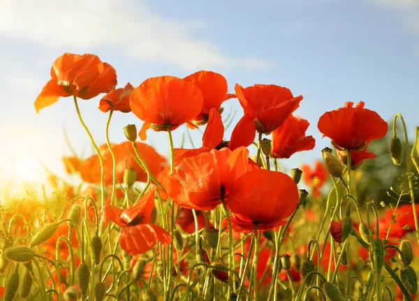 Röda Vallmoblommor Vårfältet Vid Soluppgången — Stockfoto