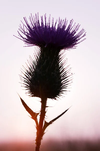 Dauw Druppels Distel Bloem Bij Zonsondergang — Stockfoto