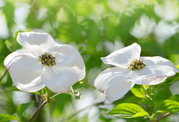 Bloeiende Kornoelje Boom Cornus Florida Lente Seizoen — Stockfoto