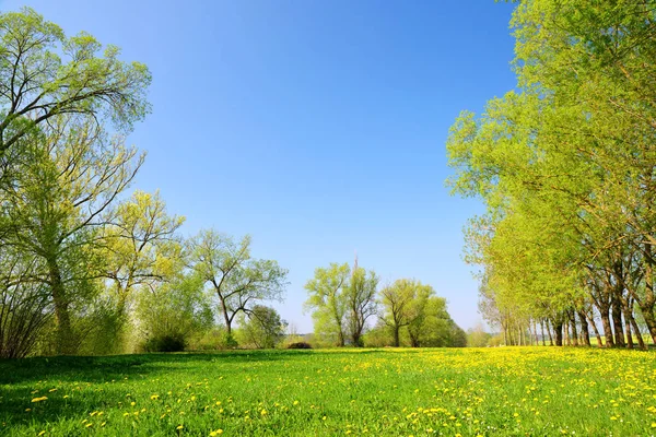 Деревья Лугу Одуванчиками Весенний Пейзаж — стоковое фото