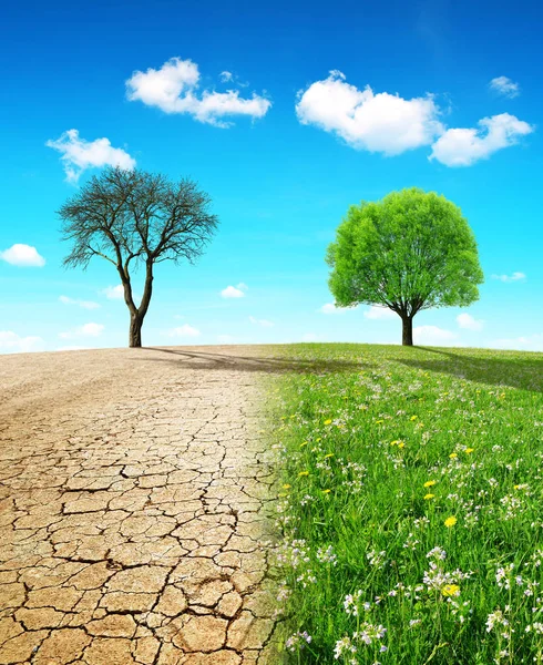 干燥的国家与破碎的土壤和草甸与生长的树 改变气候或全球变暖的概念 — 图库照片